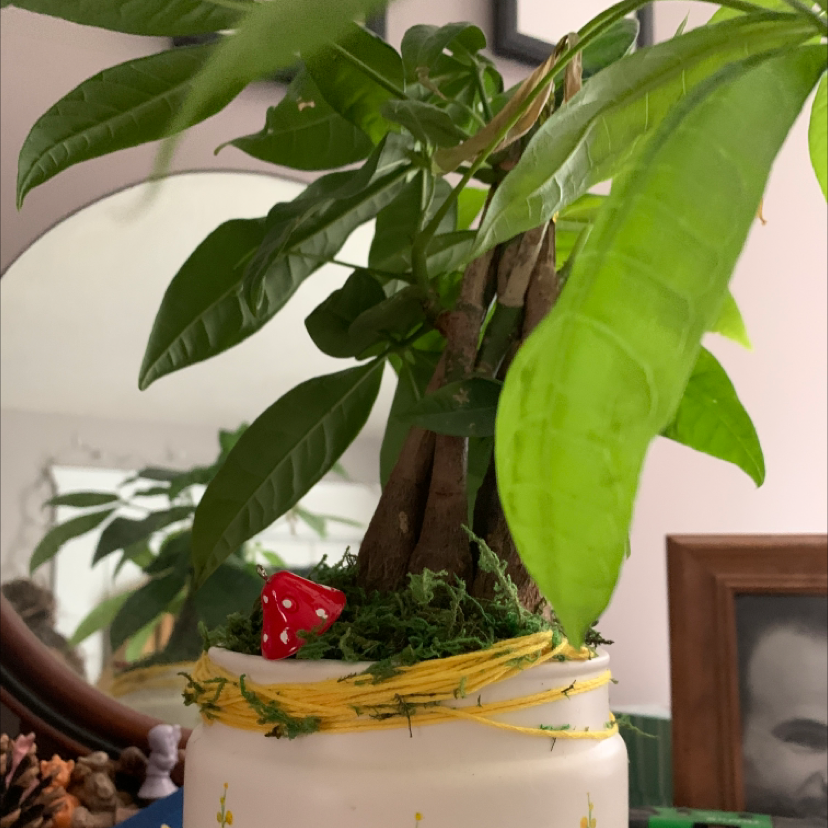 Money Tree plant photo by @bnoonan named kendrick on Greg, the plant care app.