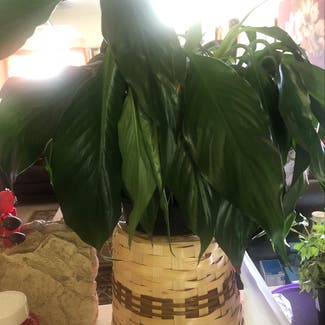Peace Lily plant in Killeen, Texas