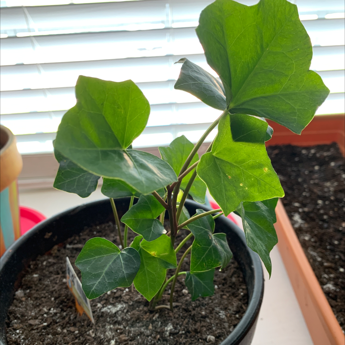 Healthy, glossy English Ivy plant in a pot with visible soil. The green leaves show no damage or discoloration.