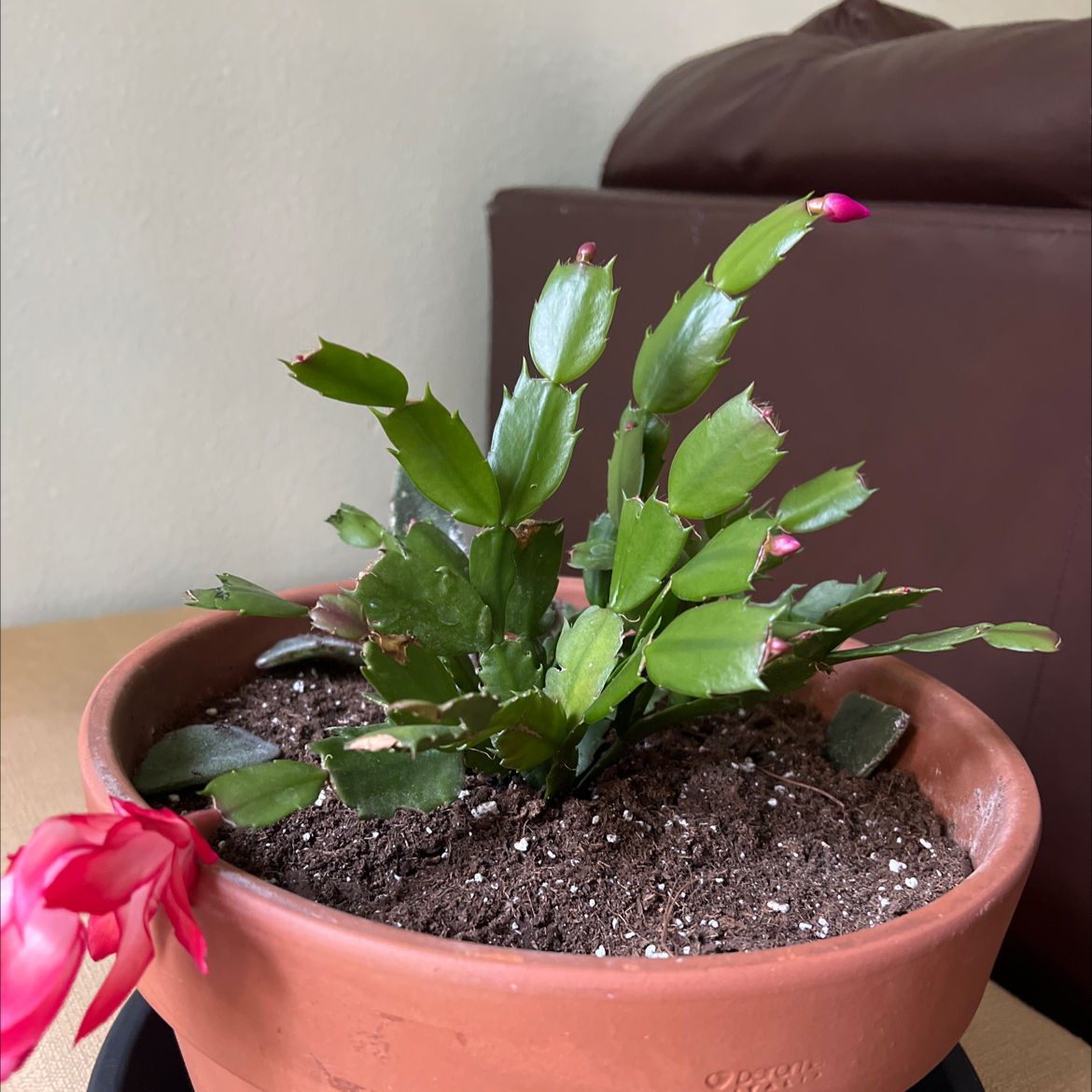 Potted false Christmas Cactus with green leaves and visible flowers.