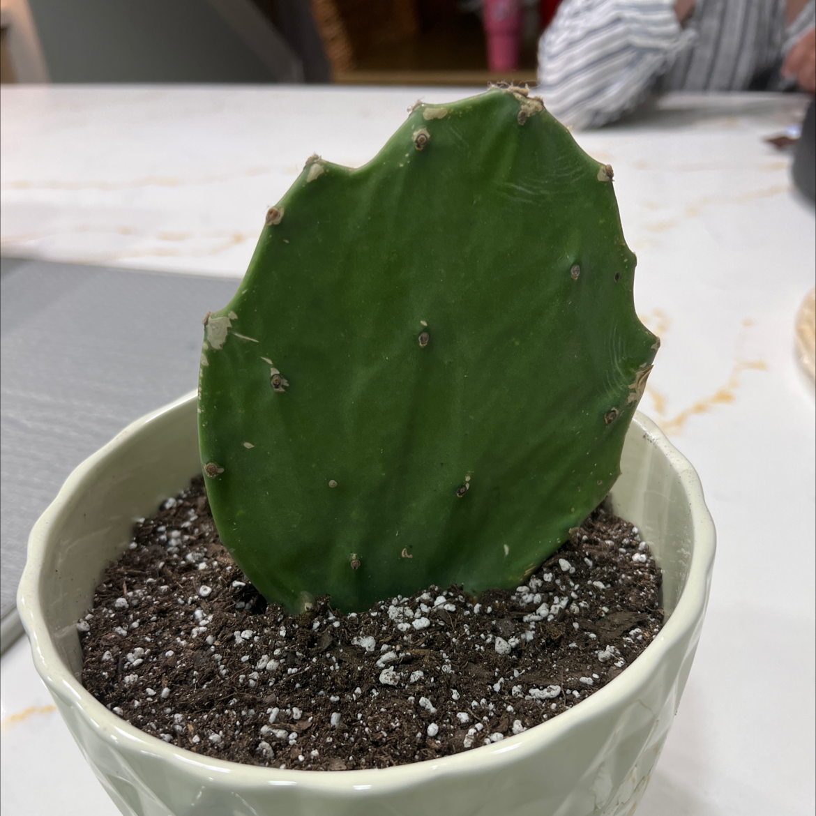 Barbary Fig plant in a small pot with visible soil, no flowers.
