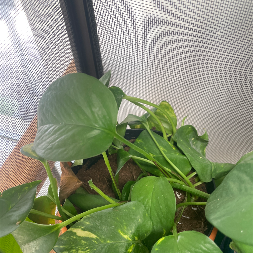 Taro Vine plant photo by Caitlyn named Pasquel’s Plants on Greg, the plant care app.