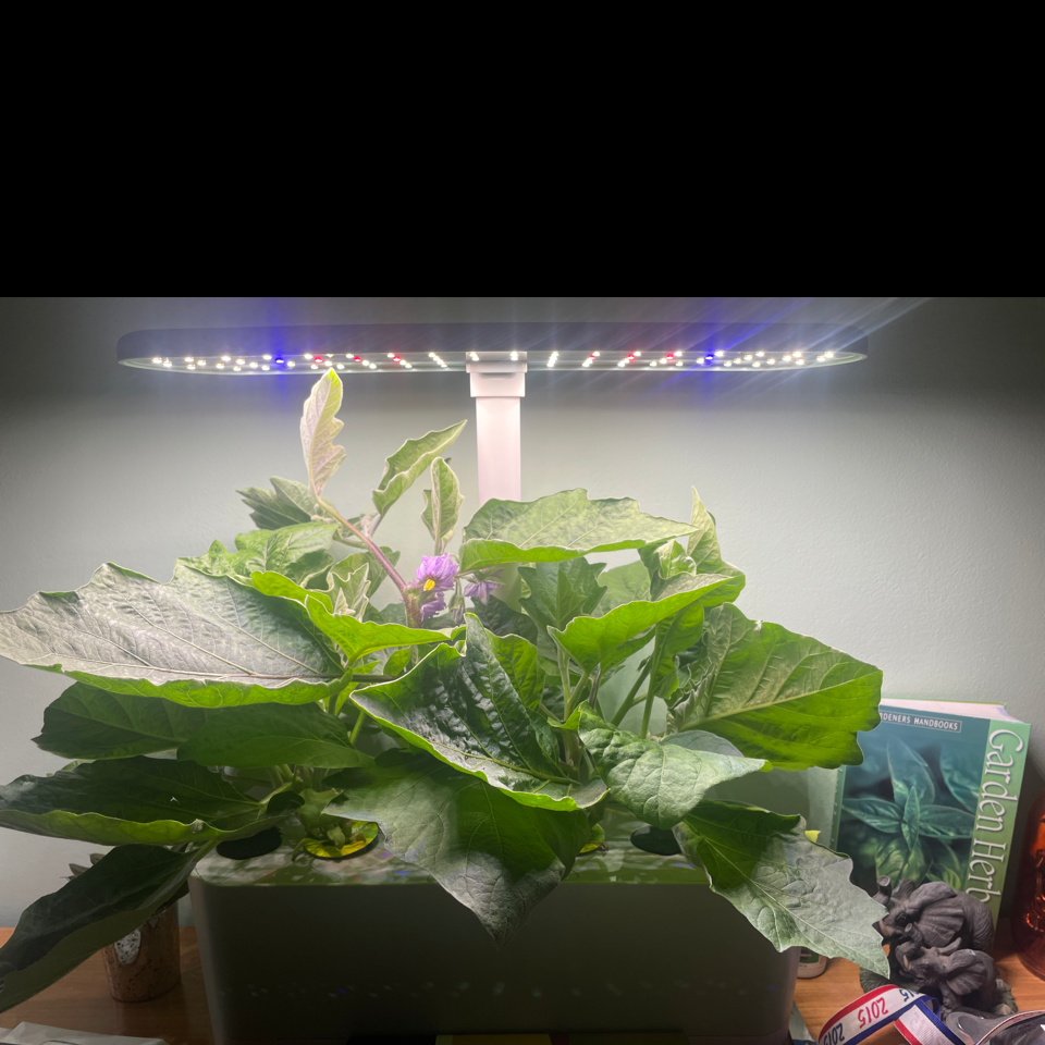 Photo of the plant species Eggplant by Caitlyn named Eggy on Greg, the plant care app