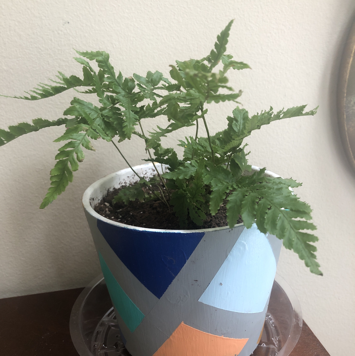 Autumn Fern in a decorative pot with vibrant green fronds.