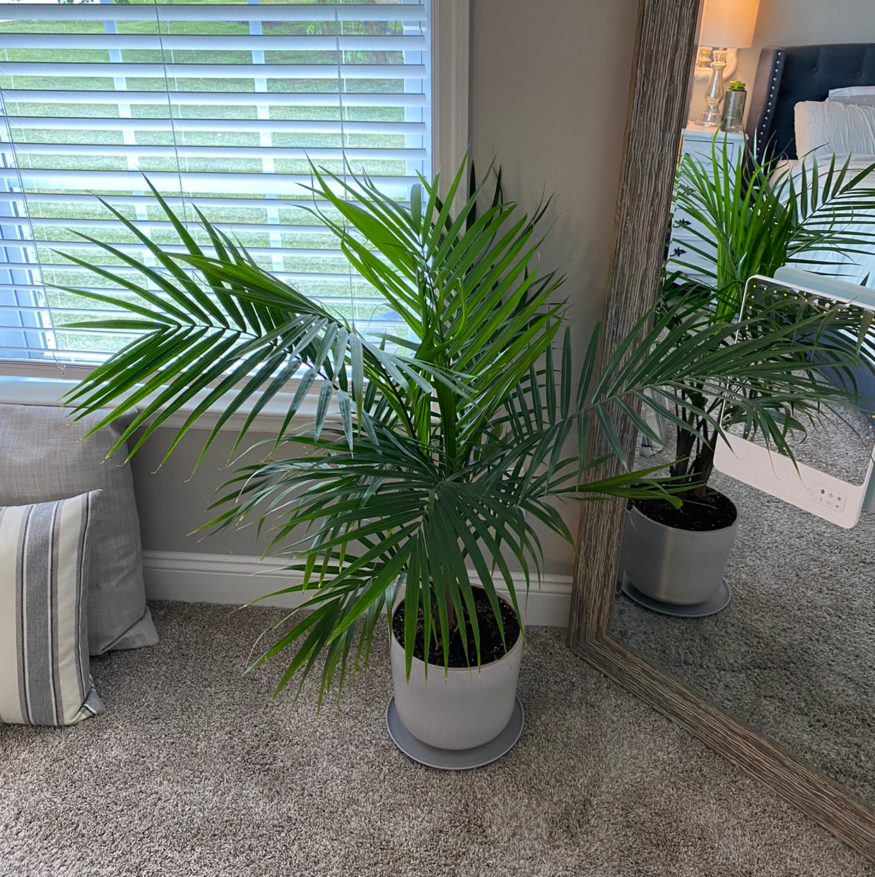 Majesty Palm plant photo by @Lskwierc named Emma on Greg, the plant care app.