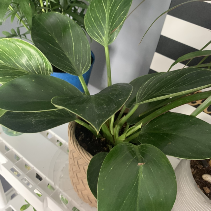 Philodendron Birkin plant photo by Ellen named Delilah on Greg, the plant care app.