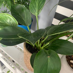 Philodendron 'Birkin' plant photo by Ellen named Delilah on Greg, the plant care app.