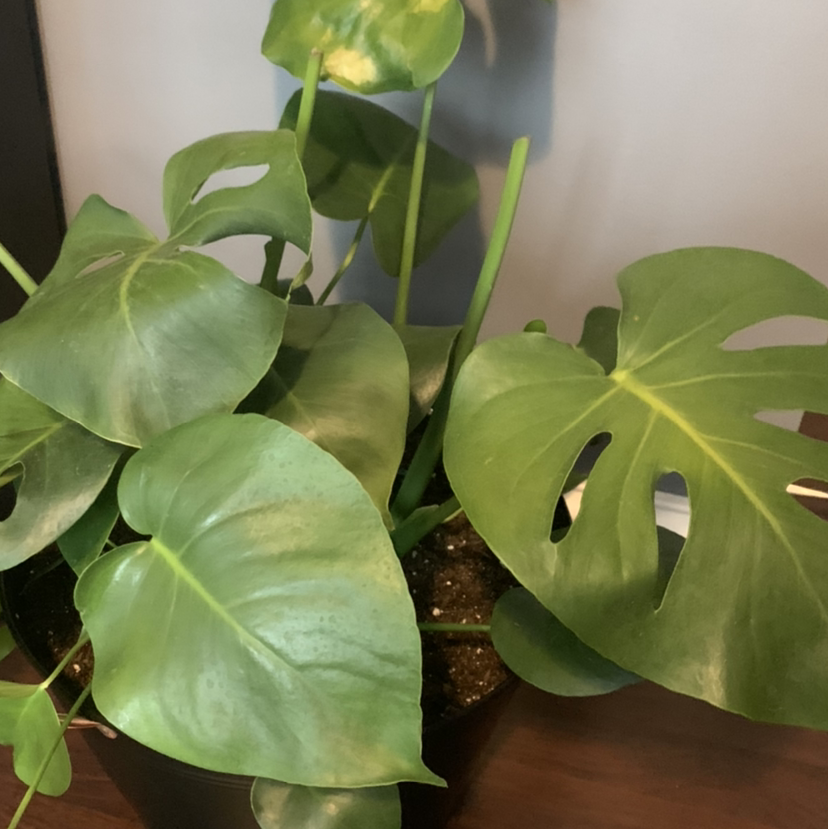 Monstera plant photo by Ellen named Marilyn on Greg, the plant care app.
