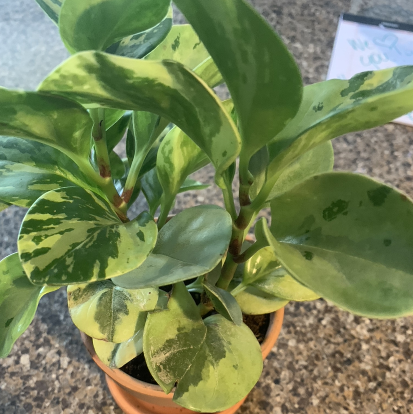 Baby Rubber Plant plant photo by Ellen named Leonardo on Greg, the plant care app.
