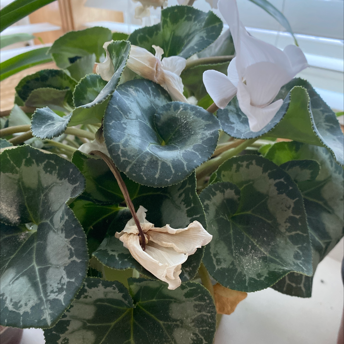 Why Are There Black Spots On My Persian Cyclamen Leaves?