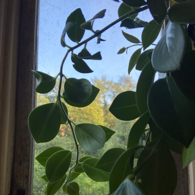 Variegated Lipstick Vine with healthy green leaves near a window.
