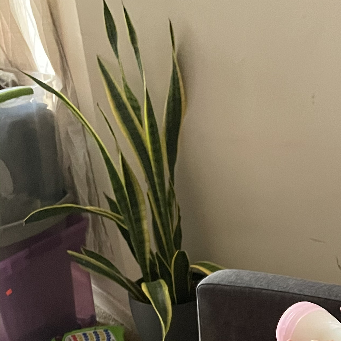 Snake Plant plant photo by Mary named Snakey on Greg, the plant care app.