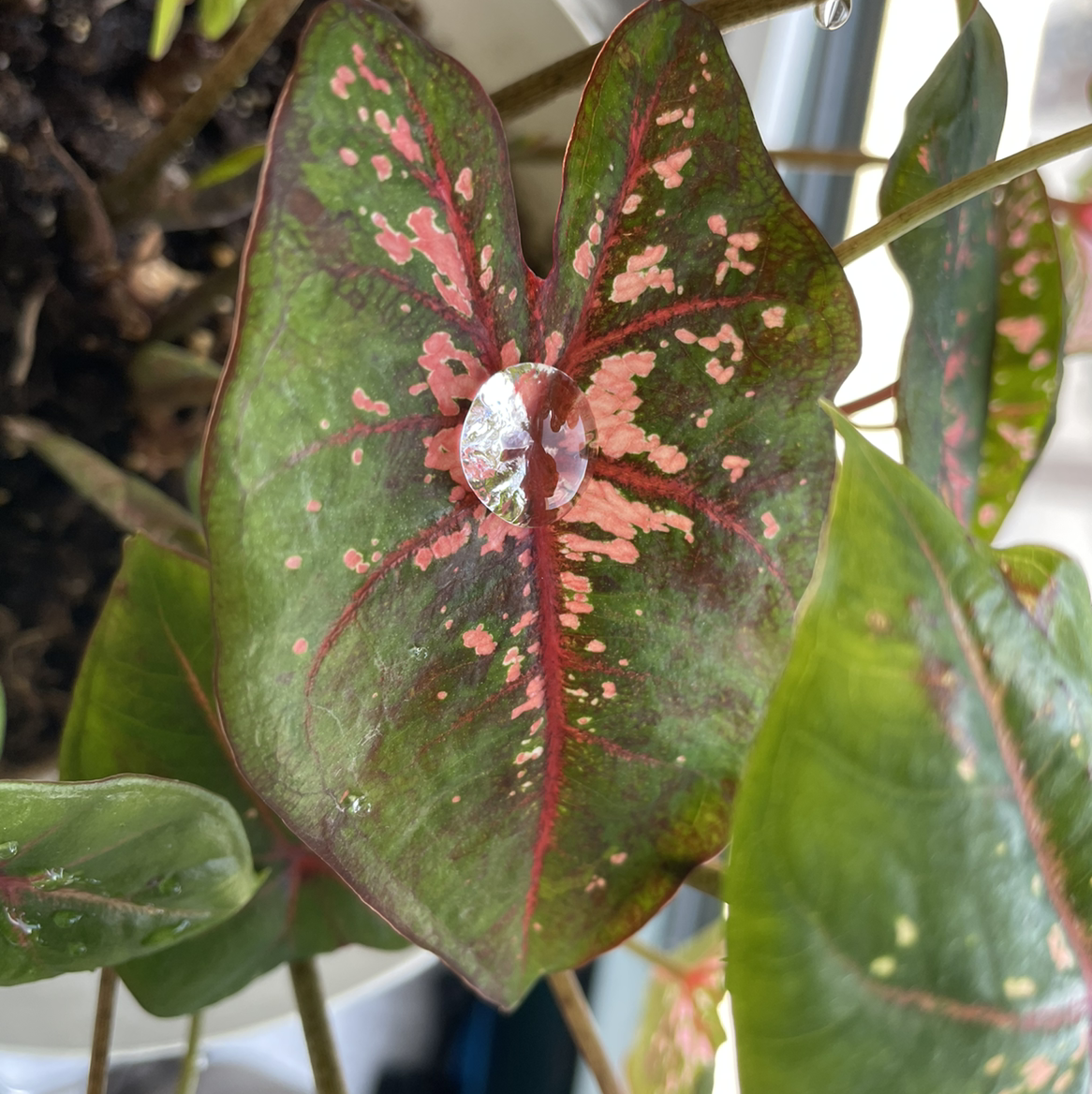 Gold Dust Croton plant photo by Mary named Pink Caladium on Greg, the plant care app.