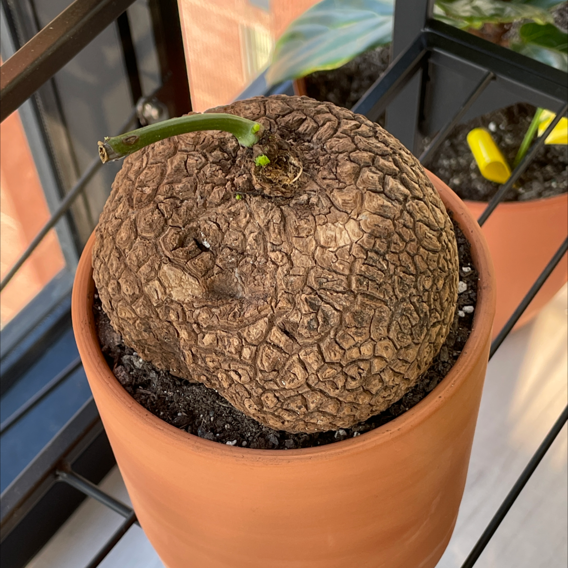 Photo of the plant species Stephania suberosa by @edisonghc named Curie on Greg, the plant care app