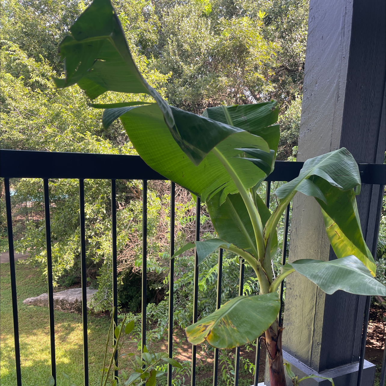 Photo of the plant species Dwarf Banana by @Bpizana named Marcus aurelius on Greg, the plant care app