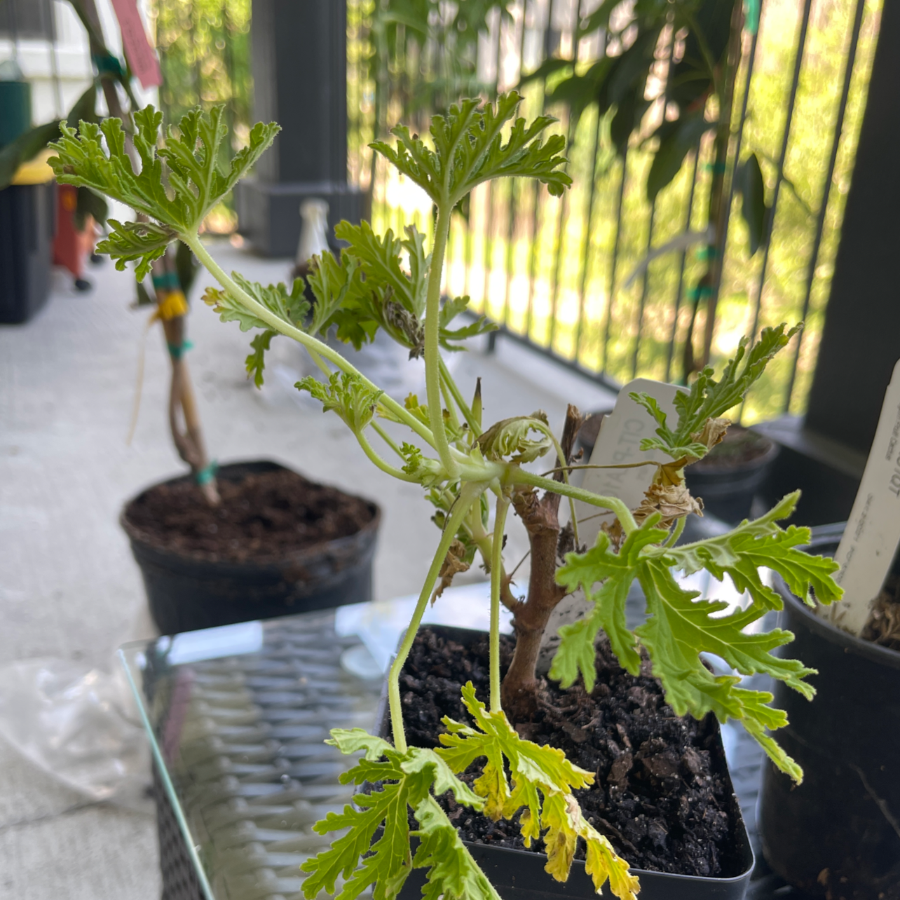 Photo of the plant species Citronella (anti-mosquito plant) by @Bpizana named Ghengis on Greg, the plant care app
