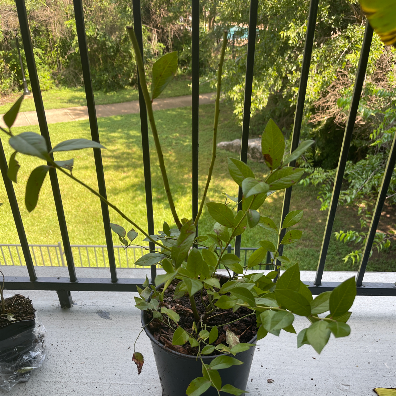 Potted American Blueberry plant on a balcony with green leaves and visible soil.