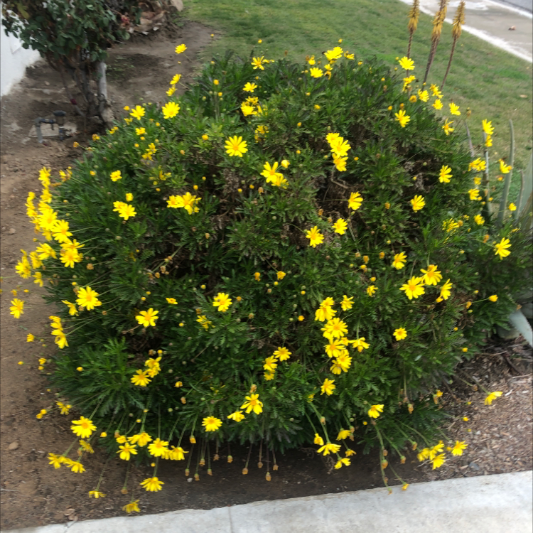 Photo of the plant species Golden daisy bush by Deon named Your plant on Greg, the plant care app