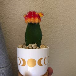 Moon Cactus plant