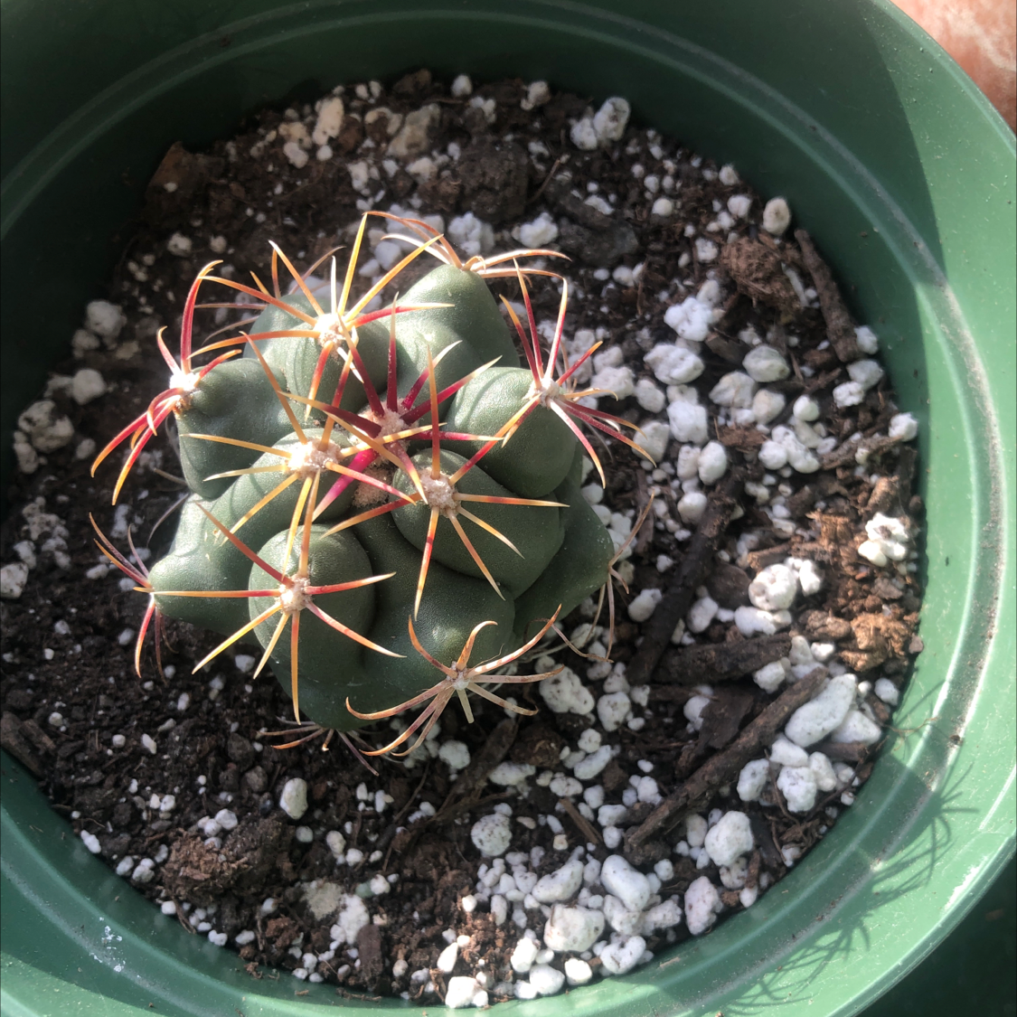 Devil's Pincushion cactus in a green pot with visible soil.
