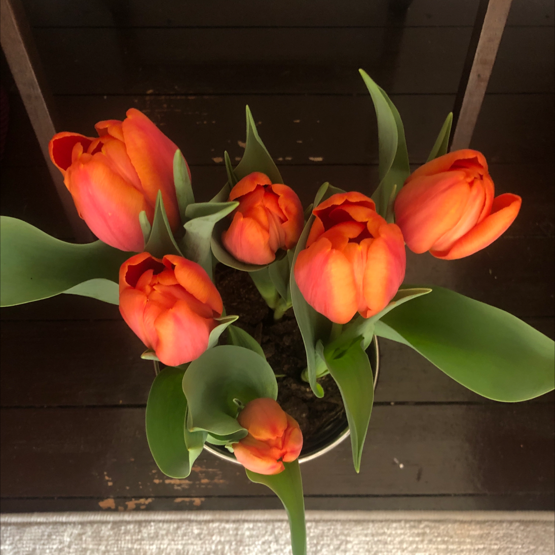 Potted Garden Tulip with vibrant orange-red flowers and healthy green leaves.