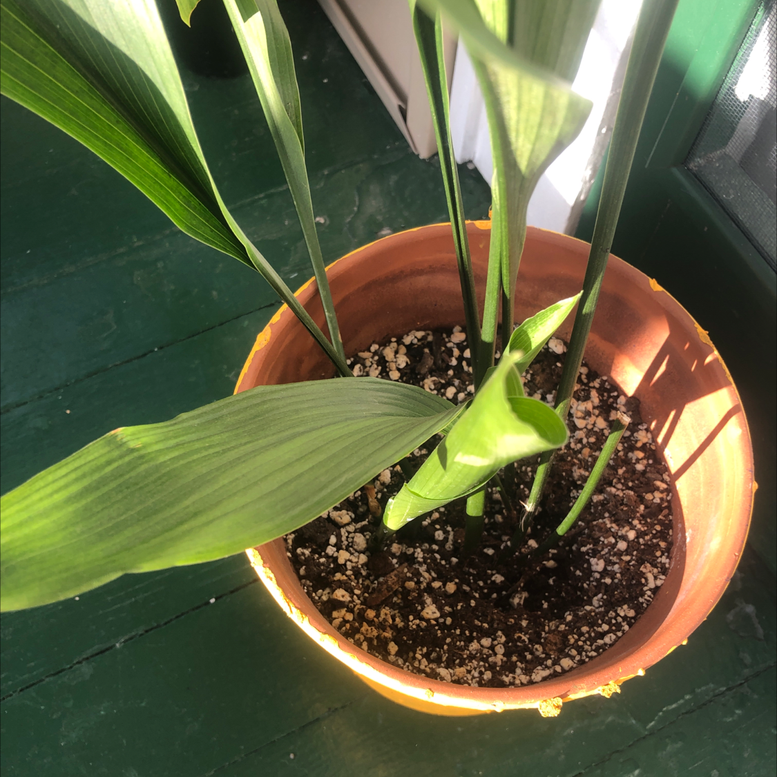 Potted Cast Iron Plant with healthy green leaves and visible soil.
