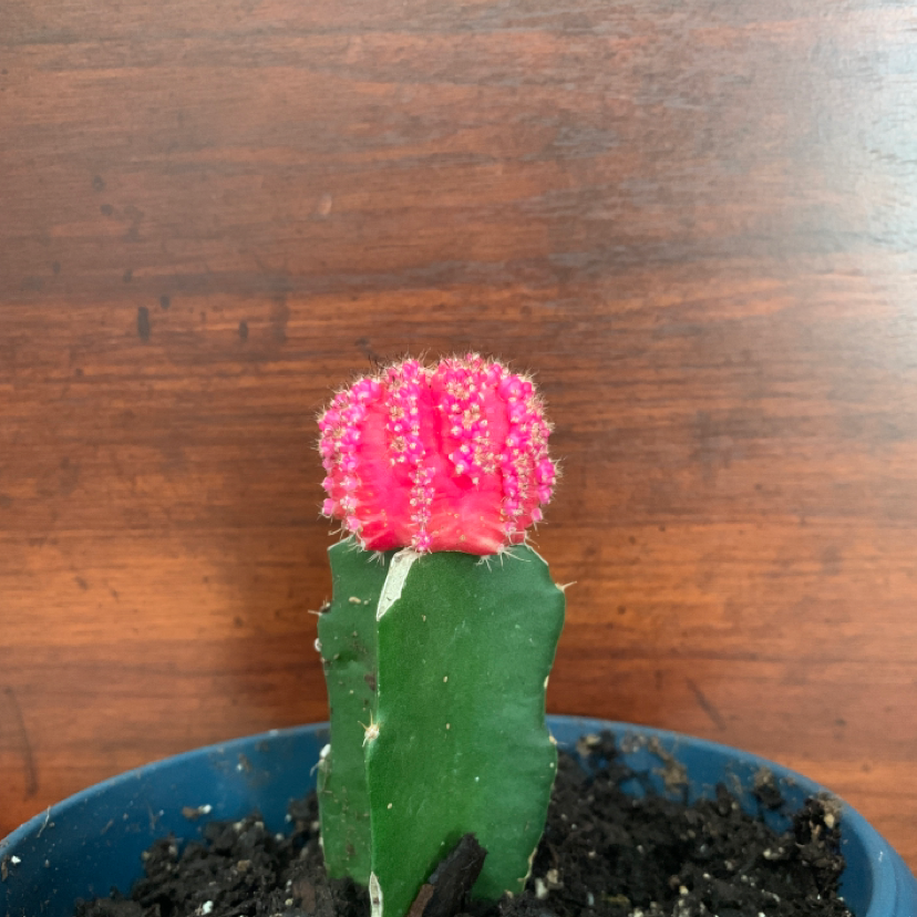 Moon Cactus plant photo by @karakelly05 named osmo on Greg, the plant care app.