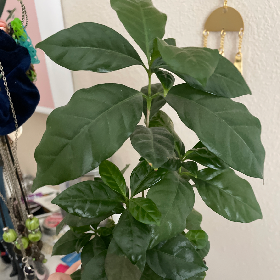 Arabian Coffee Plant plant photo by Miranda named ChloroPhil on Greg, the plant care app.