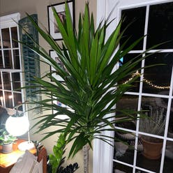 Dracaena 'Tarzan' plant
