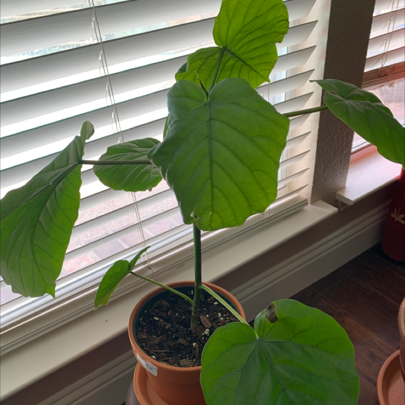 Potted Ficus umbellata plant with large green leaves near a window.