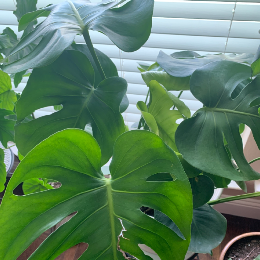 Monstera plant photo by Angie named Milly on Greg, the plant care app.