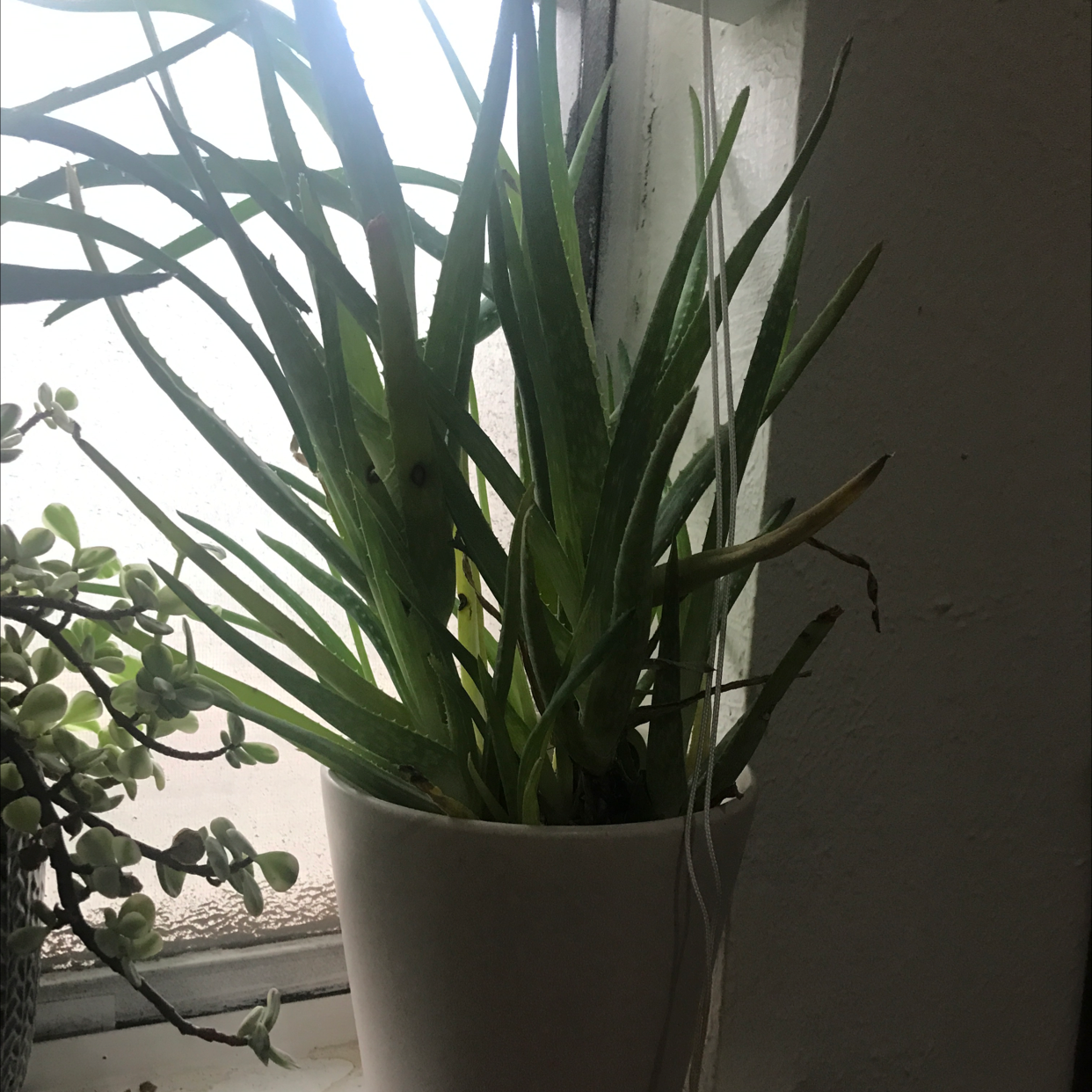 Aloe vera plant photo by @meg7chandler named Harry on Greg, the plant care app.