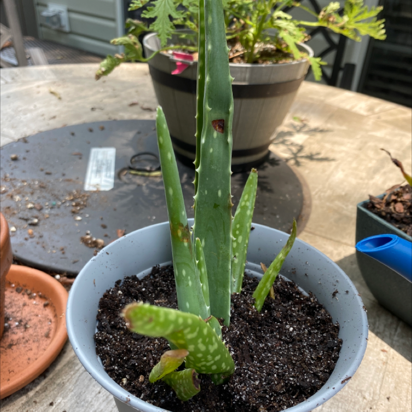 Aloe vera plant photo by Olivia named Anarchy￼ on Greg, the plant care app.