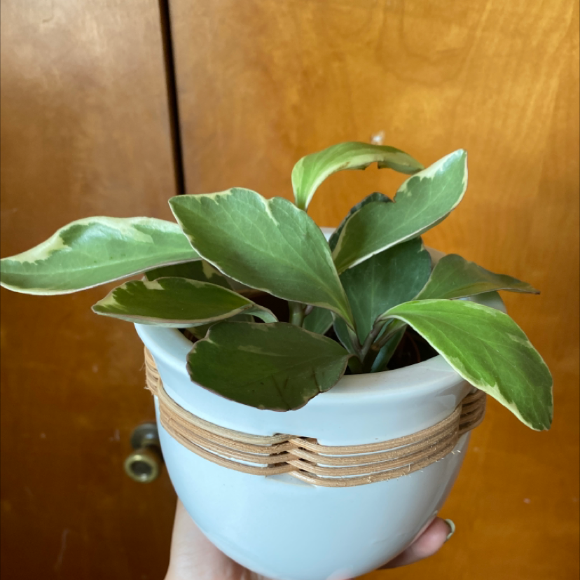 Peperomia 'Ginny' plant in a white pot, held by a hand.