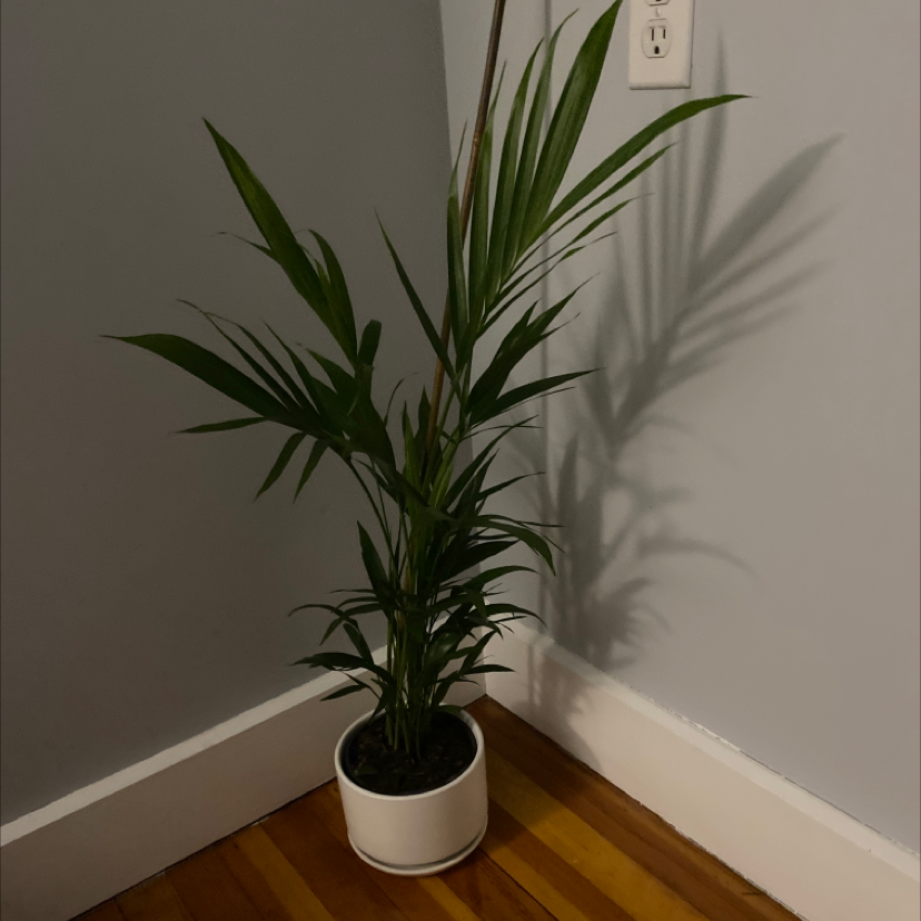 Healthy Areca Palm house plant with lush green fronds, in a white pot against a white wall.