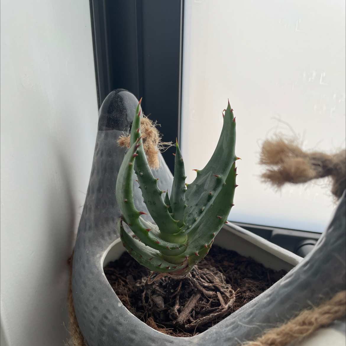Cape Aloe plant in a pot near a window, with visible soil and healthy green leaves.