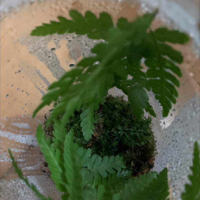 Male-Fern plant with green fronds in a humid environment, possibly a terrarium.