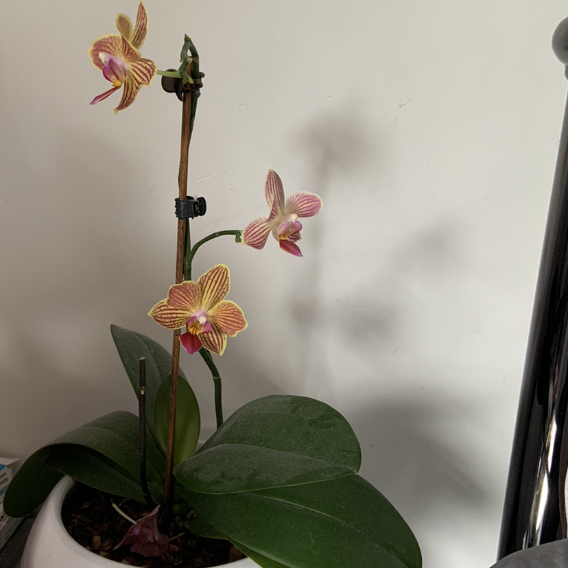 Photo of the plant species spiked crested coralroot by @homejungleplantopedia named Cindy on Greg, the plant care app