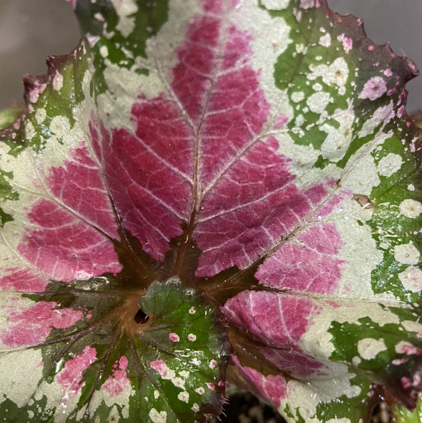 Close-up of a Rex Begonia Vine leaf with pink, green, and white coloration.