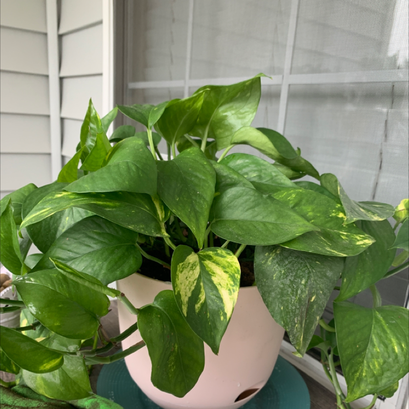 Taro Vine plant photo by @crispier named betty on Greg, the plant care app.