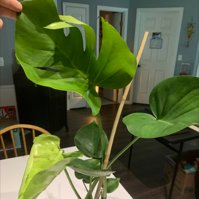 Monstera plant photo by @crispier named amazie on Greg, the plant care app.