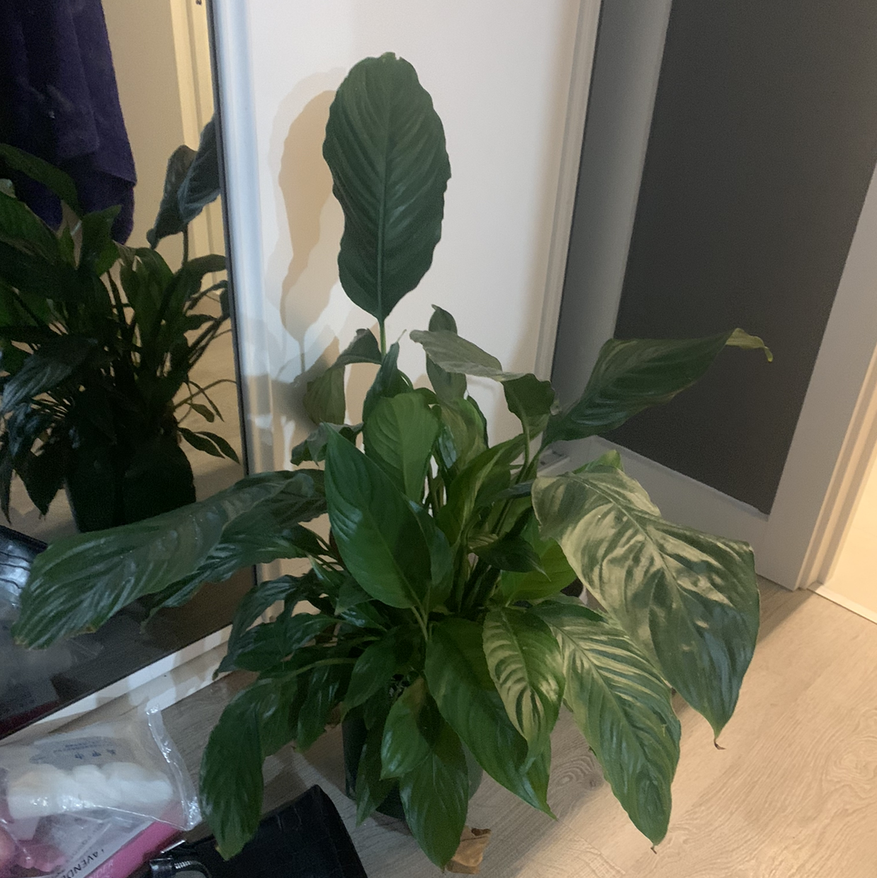 Peace Lily plant photo by @Chlodon named Lily on Greg, the plant care app.