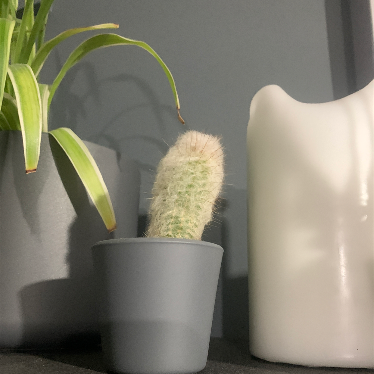 Old Man Cactus plant photo by @Chlodon named Fluffy cactus on Greg, the plant care app.