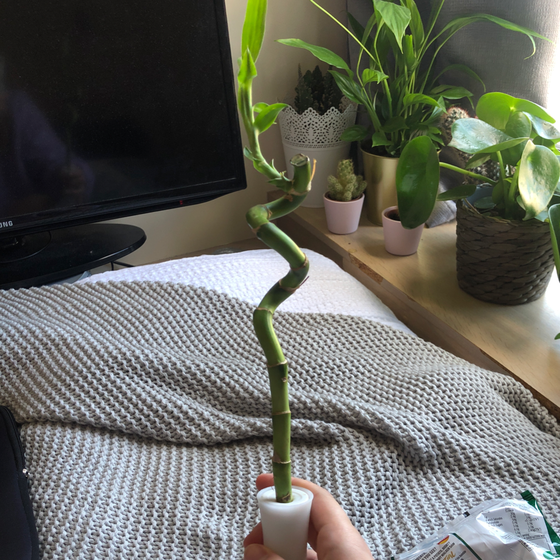 Lucky Bamboo plant photo by Hannah named Lucky on Greg, the plant care app.