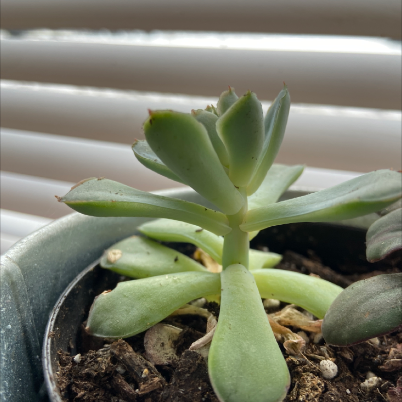 Blue Echeveria plant in a pot with visible soil, well-framed and in focus.
