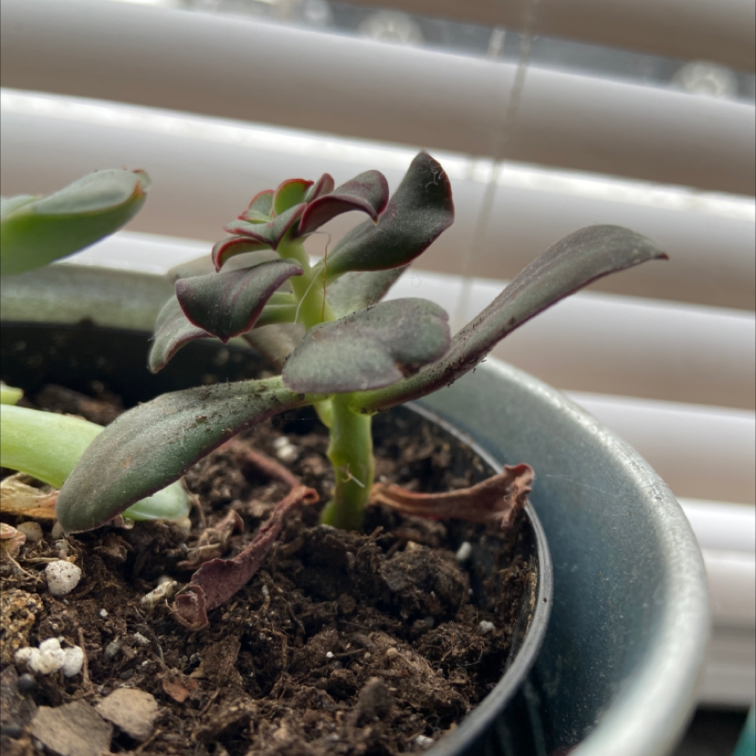 Painted Echeveria plant in a pot with some browning on lower leaves.