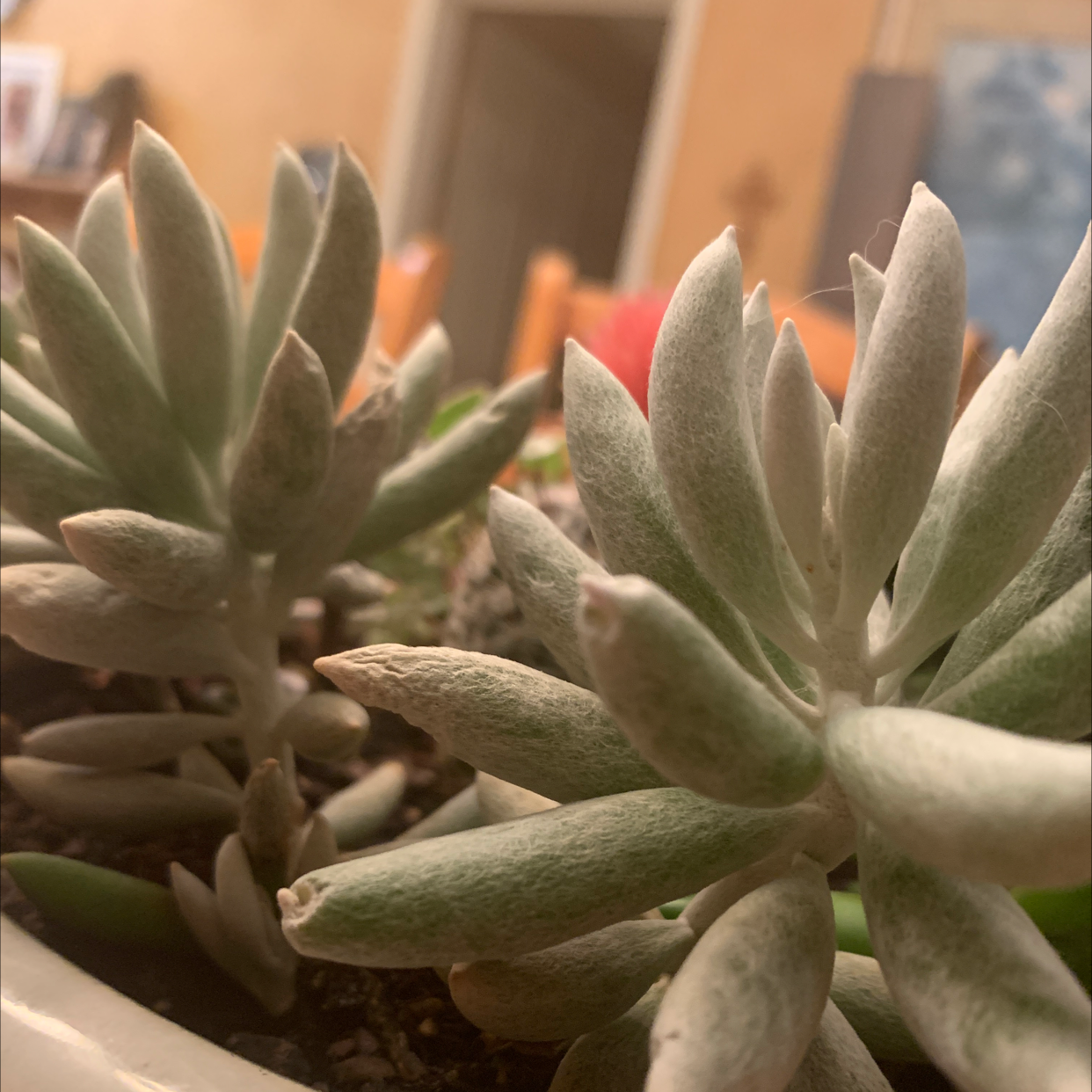 Close-up of a Woolly Senecio succulent with thick, fuzzy leaves in a pot.