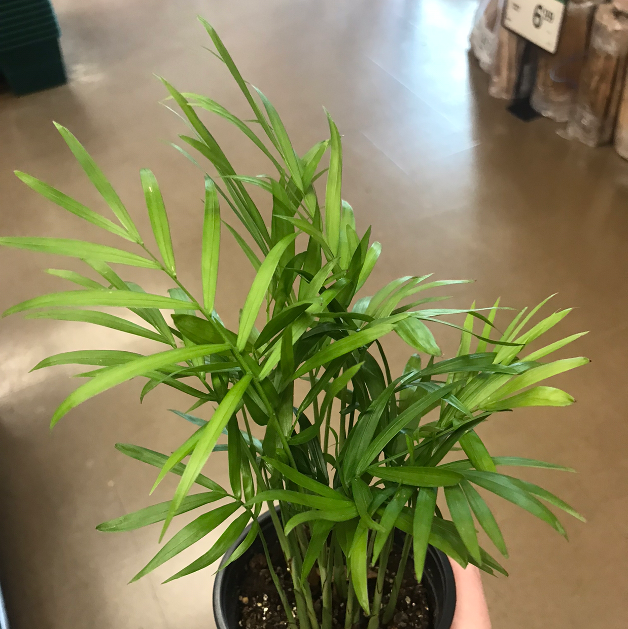 Parlour Palm plant photo by @Corbeaumortis named Fries on Greg, the plant care app.