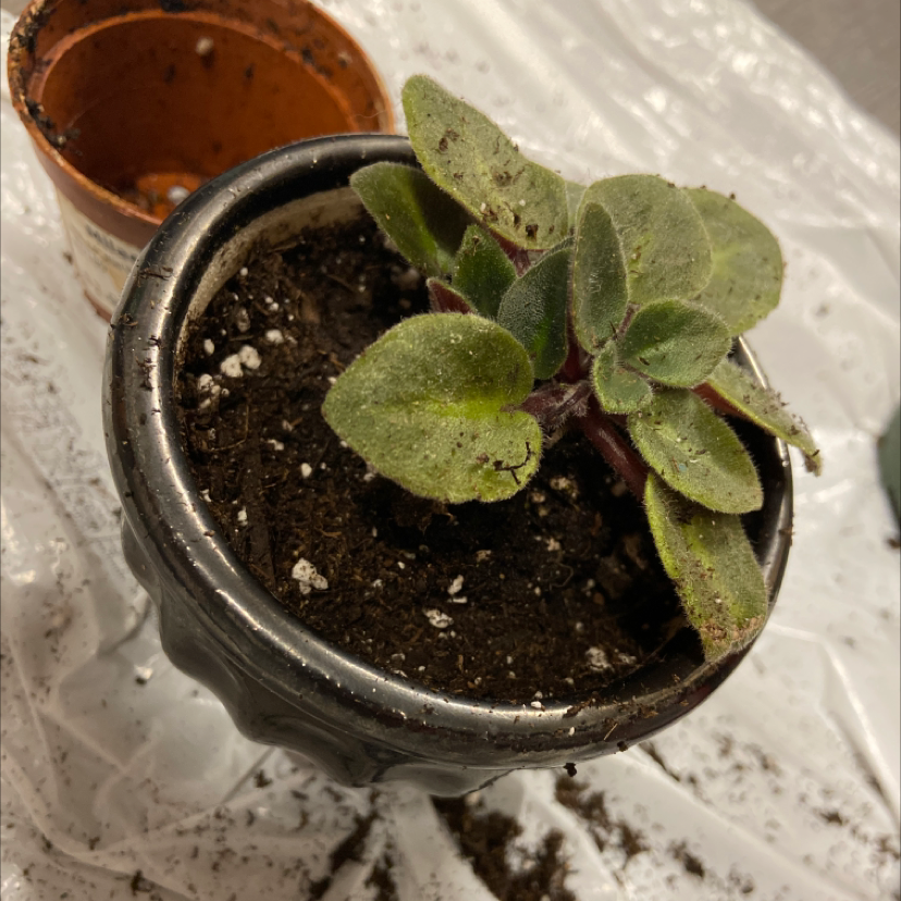 Kenyan Violet plant photo by @honeyyvoiced named Noodle on Greg, the plant care app.