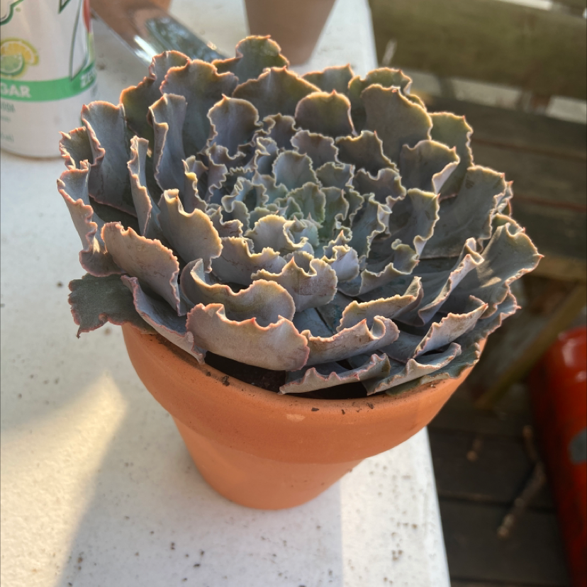 Echeveria 'Rosea' plant photo by @honeyyvoiced named Zola on Greg, the plant care app.